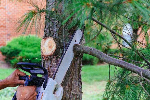 Best Tree Cutting Near Me  in Coweta, OK